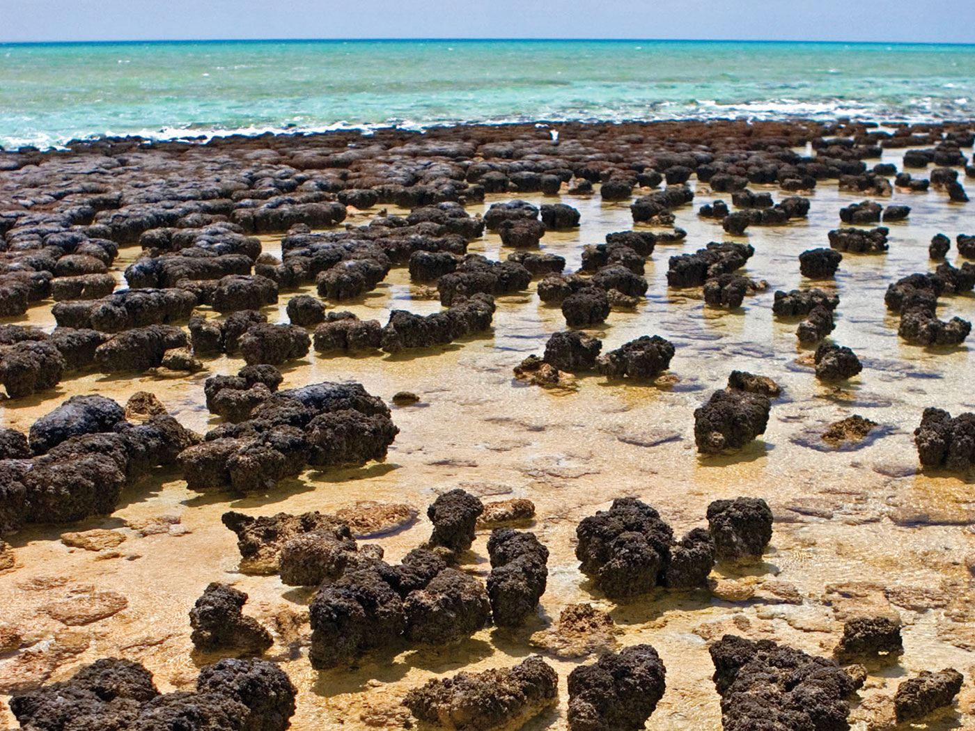 what are stromatolites